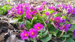 Primula ×pruhonicensis 'Wanda'